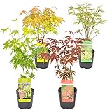 Bloomique - Mischung aus 4 Japanischen Ahornbäumen - Winterharte Pflanzen...