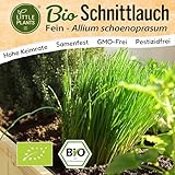 Little Plants BIO Schnittlauch Samen 500 Schnittlauchsamen Kräutersamen...