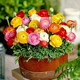 Ranunkeln Blumenzwiebel Winterhart (50 Knollen) - Mischung in 5 Farben -...