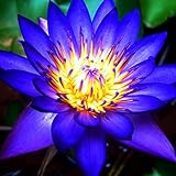 Lotus, RaritäT Mehrfarbige, SeerosenRhizome, Dauerblüher, Mehrfarbig...