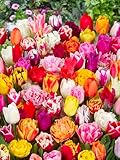Premium Mix Pflückgarten 100 Stück Tulipa Blumenzwiebeln Tulpenzwiebeln...