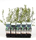 Heidelbeere Bluecrop ca. 60 cm – Vaccinium corymbosum Bluecrop –...