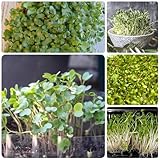 Brokkolisprossen Bio, gartenkräuter zimmerpflanze garten balkongarten...