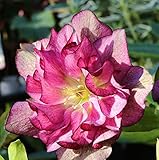 Christrose Lenzrose Double Ellen Red - Helleborus orientalis -...