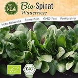 Little Plants BIO Spinat Samen 150 Spinatsamen Winterriese Gemüsesamen...