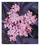 BALDUR Garten Holunder Sambucus nigra 'Thundercloud'winterhart, 1 Pflanze,...