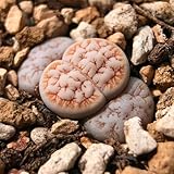 200 pcs lithops lebende steine samen, hochbeet, blumengarten kakteen,...