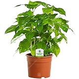 Coffea Arabica – 1 x Kaffeepflanze - Zimmerpflanze fürs Haus oder Büro...