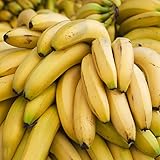 bananensamen - kletterpflanzen gewächshaus balkongarten balkonpflanzen...