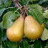 Gellerts Butterbirne – Herbstbirnenbaum kleinbleibend | Saftig & Süß |...