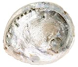 NaDeco Haliotis midae, XXL, Größe ab 16-20cm | Abalone-Schnecke |...