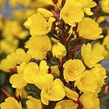 Bio Nachtkerze goldgelb, Topf-Ø 11 cm, 3er-Set