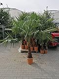 Chinesische Hanfpalme 160-180 cm - Trachycarpus fortunei - Winterharte...