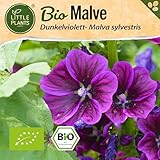 Little Plants BIO Malve Samen 100 Malvesamen Violett Blumensamen für...