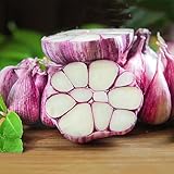 100 pcs knoblauch samen winterhart - Allium sativum - alte gemüsesorten...