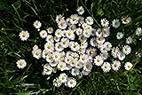 5000 Samen Gänseblümchen Bellis perennis Tausendschön Bienenweide Garten...