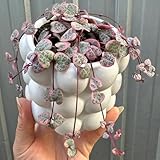 Ceropegia woodii Samen, gartenpflanzen, pflanzensamen Leuchterblume Samen,...