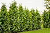 10 Thuja Brabant 90-120cm XXL ohne Topf gemessen | Immergrüne...