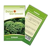 Grünkohl Halbhoher grüner krauser Samen - Brassica oleracea -...