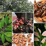 10 pcs Zimt Samen, Cinnamon samen, kräutergarten bio saatgut Cinnamomum...