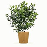 Bloomify® Blaubeere “Bodo” | 40 bis 60 cm große Heidelbeeren Pflanze...