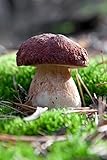 Pflanzen Sie Ihre eigenen Pilze! - Myzel für Kiefern-Steinpilz (Boletus...