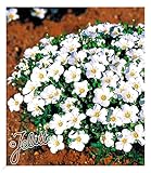 BALDUR Garten Bodendecker winterharte Bergsandblume, 3 Pflanzen Arenaria...