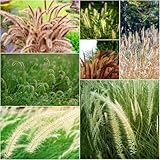 schachtelhalm - Seltene serie - stauden winterhart mehrjährig...