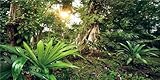 MIRRORANG 120x50cm Deep Forest Terrarium Hintergrund Sonnenschein Tropische...