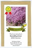 Sandthymian – Thymus serpyllum – hervorragender, duftender Bodendecker...