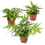 Bloomique - 3er Set - Farne Winterhart für Garten - Gartenpflanze -...