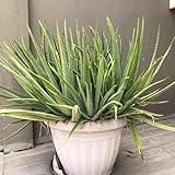 60 pcs Aloe Vera Pflanzen Samen - samen blumen balkonpflanzen Aloe Vera...