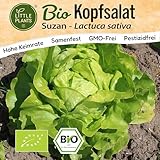Little Plants BIO Kopfsalat Samen 125 Kopfsalatsamen Suzan Gemüsesamen...