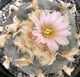 Lophophora williamsii v. texana - Peyote - San Pedro - 10 Samen