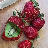 Haloppe Packung mit 300 Erdbeer-Kiwi-Samen für die Bepflanzung des...