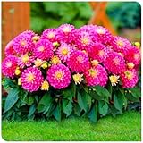 Dahlien in seltenen Farben, winterharte, mehrjährige Dahlien mit langer...