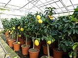 gruenwaren jakubik echter Zitronenbaum 70-100 cm Zitrone Citrus Limon...