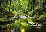 Edition Seidel Premium Kalender Die Magie des Waldes 2026 Format DIN A3...