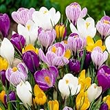 Riesen Krokusse Zwiebeln Mischung, 50 exklusive Blumenzwiebeln, Mix von 5...