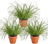 Katzengras | 3er-Set | Cyperus zumula | ca. 20-30 cm | ø 12-15cm Topf |...