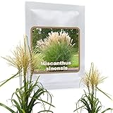 RIESEN CHINASCHILF ca.100 Samen - Silberfeder - Miscanthus chinensis...