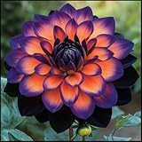 Dahlie Rhizome/Trockenheitsresistent und kälteresistent/pflegeleicht/-2...