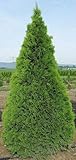 Portal Cool Thuja 50 Frische Thuja Albero Cedar Thuja occidentalis 50 Semi...