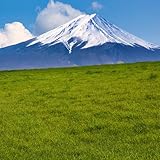 Rasensamen, bodendecker winterhart mehrjährig ZoysiaSamen, Rasensaat,...