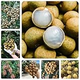 25 pcs Frische Longan Samen - obstbaum garten winterharte pflanzen für...