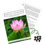 Lotus Samen winterhart (Nelumbo nucifera) - Indische Lotusblume Samen mit...