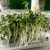 Brokkolisprossen Bio, exotische broccoli zimmerpflanze winterharte für...