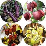 Nepenthes Samen, Kannenpflanze Samen, pflanzensamen kräutergarten seltene...