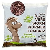 500 Stk. Kompostwürmer (250g) | Regenwürmer Eisenia, kompostieren Sie...