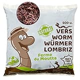 WormBox 500 STK. Kompostwürmer (250g) | Regenwürmer Eisenia, kompostieren...